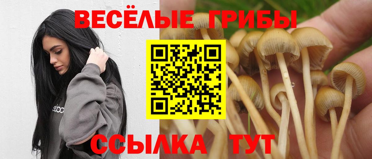 Галлюциногенные грибы Psilocybine cubensis  Волжский 